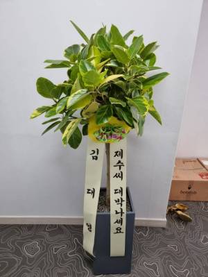 배송사진