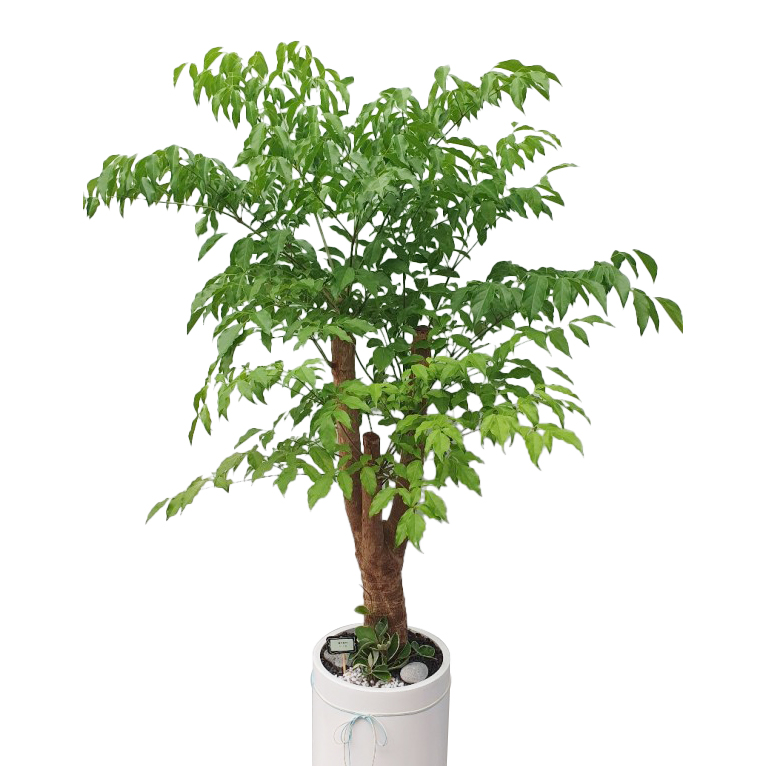 주상품이미지