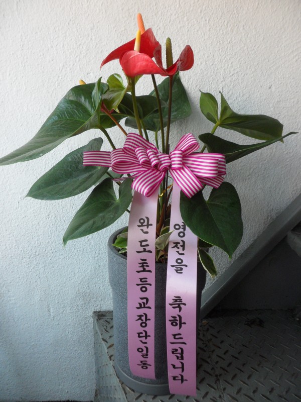 업로드 이미지