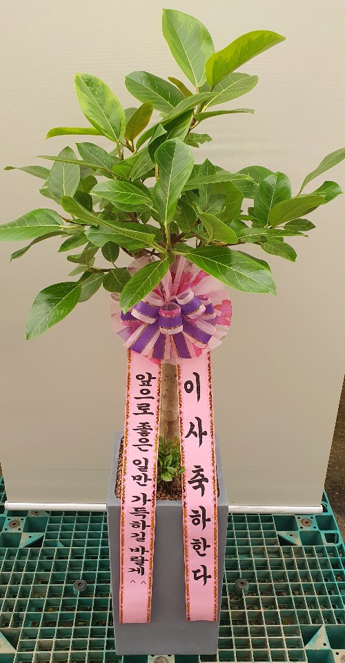 업로드 이미지