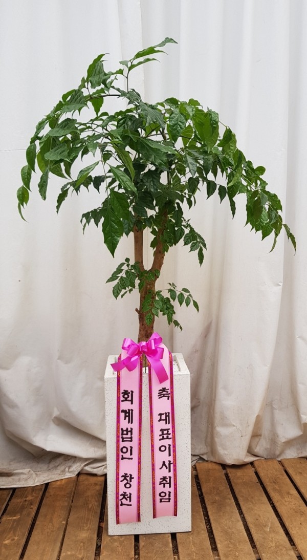 업로드 이미지