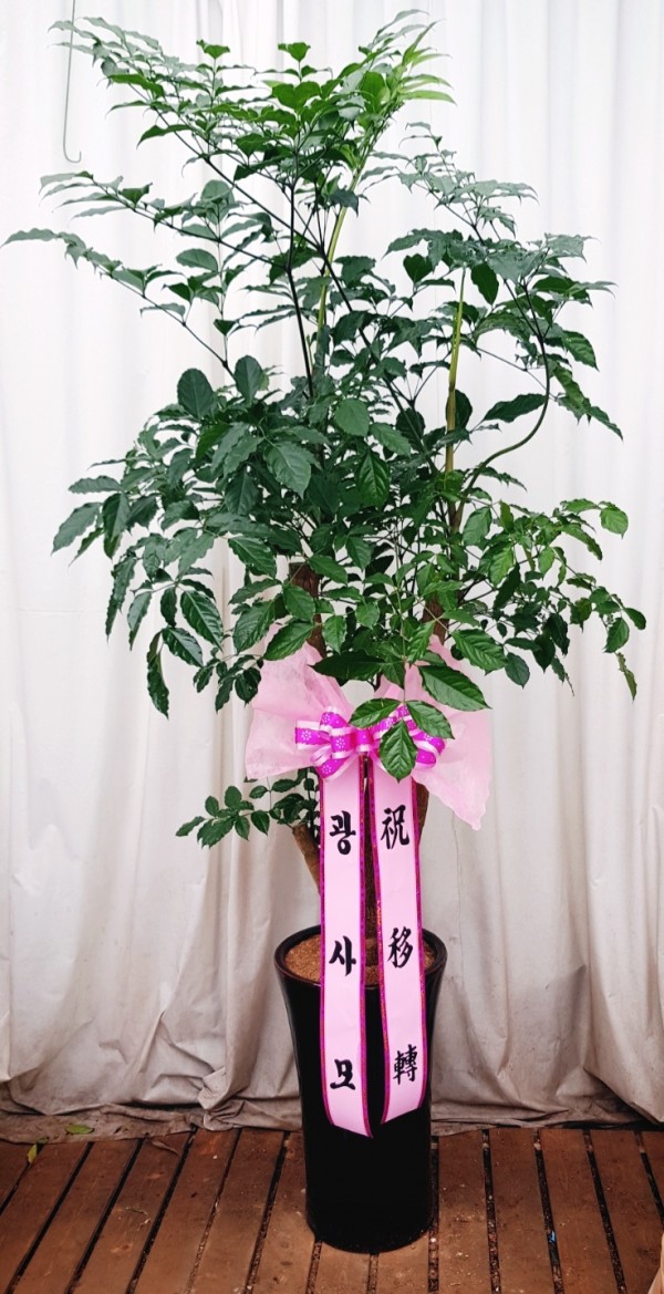 업로드 이미지