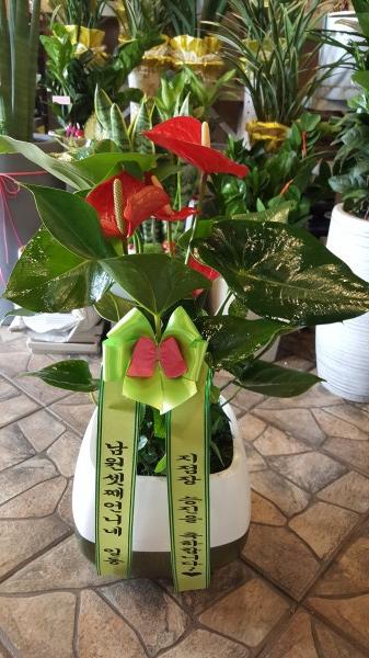 업로드 이미지