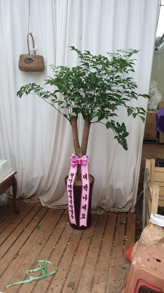 업로드 이미지