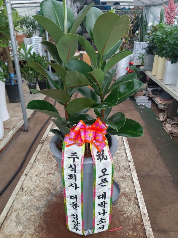 업로드 이미지