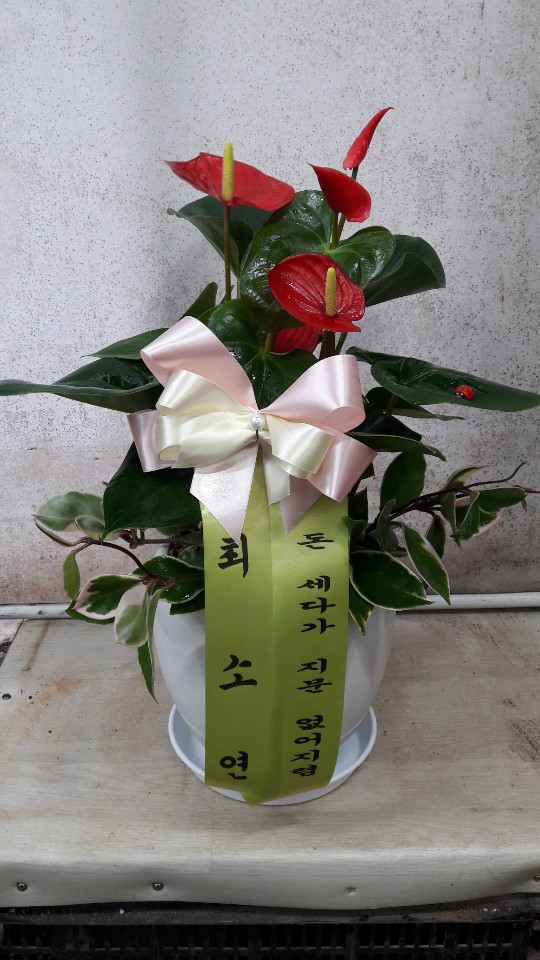 업로드 이미지