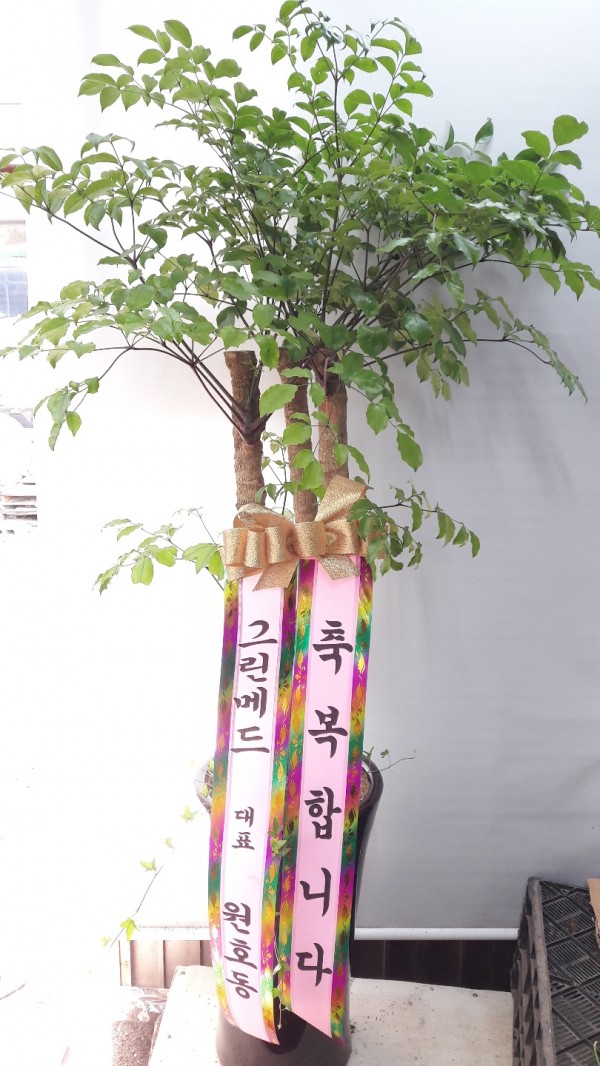 업로드 이미지