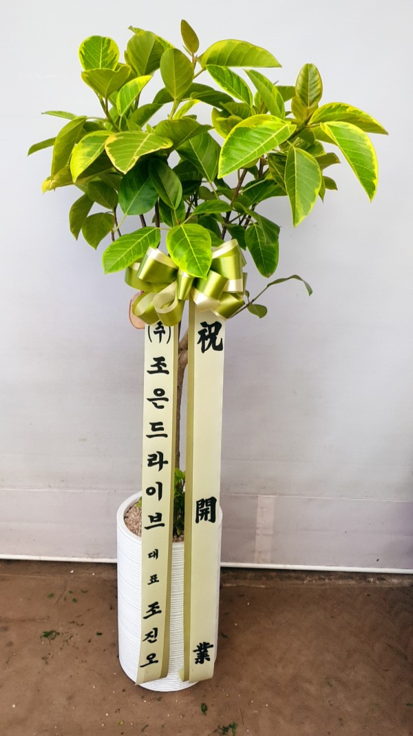 업로드 이미지