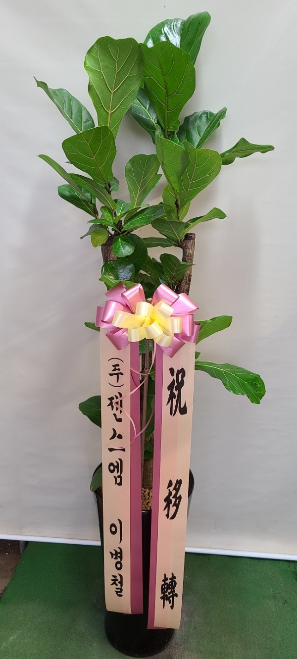 업로드 이미지