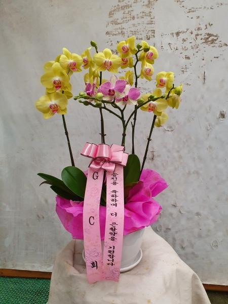 업로드 이미지