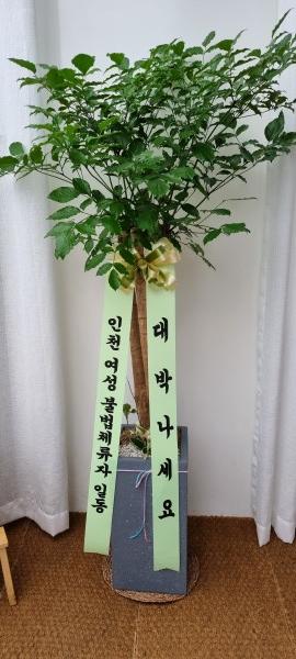 업로드 이미지