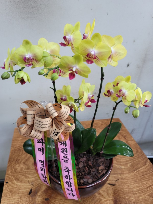 업로드 이미지