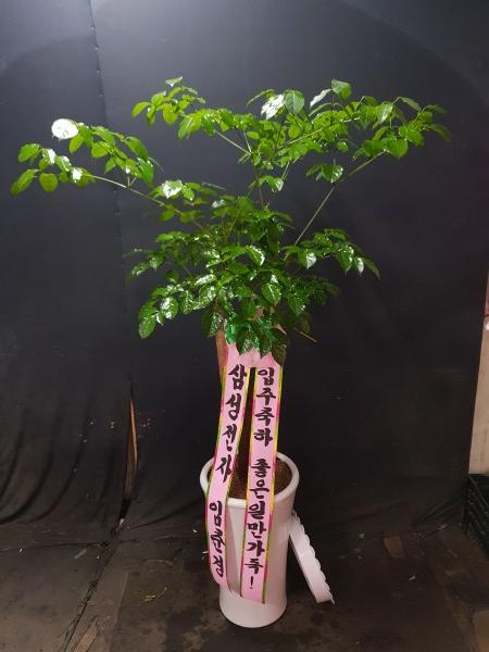 업로드 이미지
