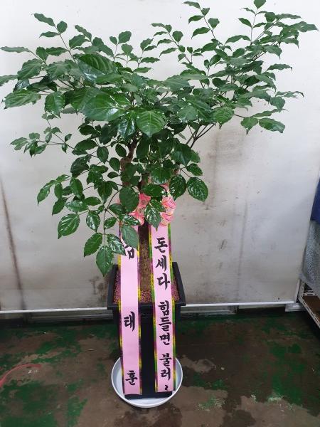 업로드 이미지