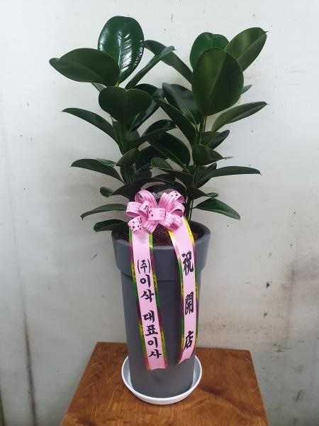 업로드 이미지