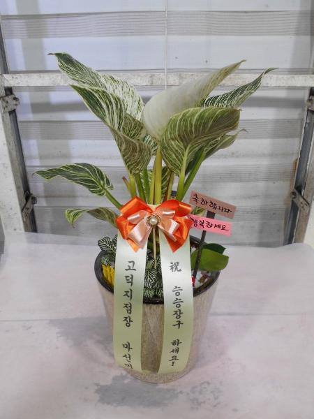 업로드 이미지