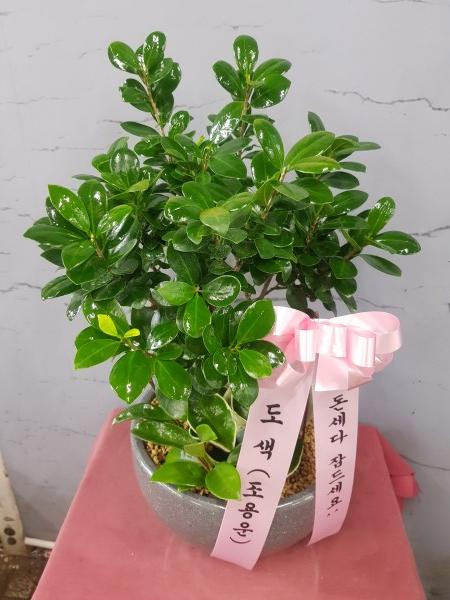 업로드 이미지