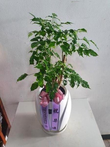 업로드 이미지
