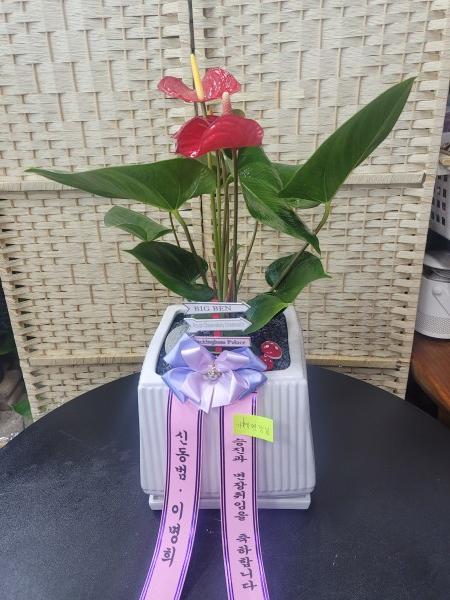 업로드 이미지