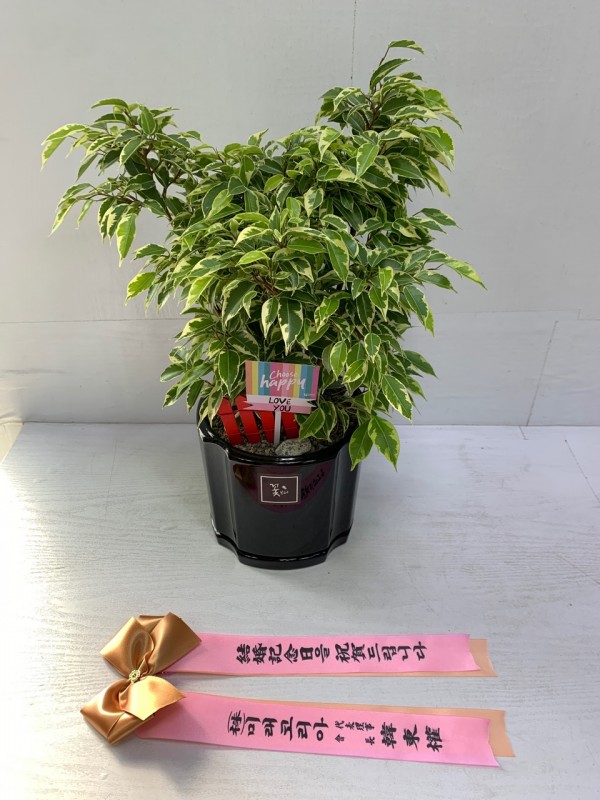 업로드 이미지