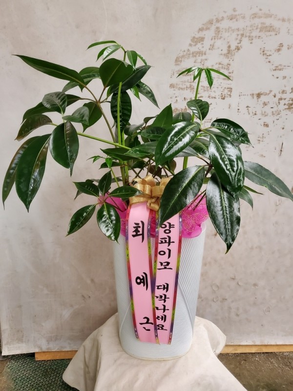 업로드 이미지