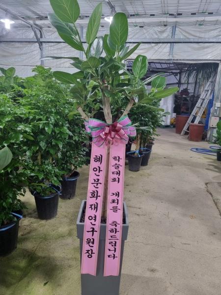 업로드 이미지