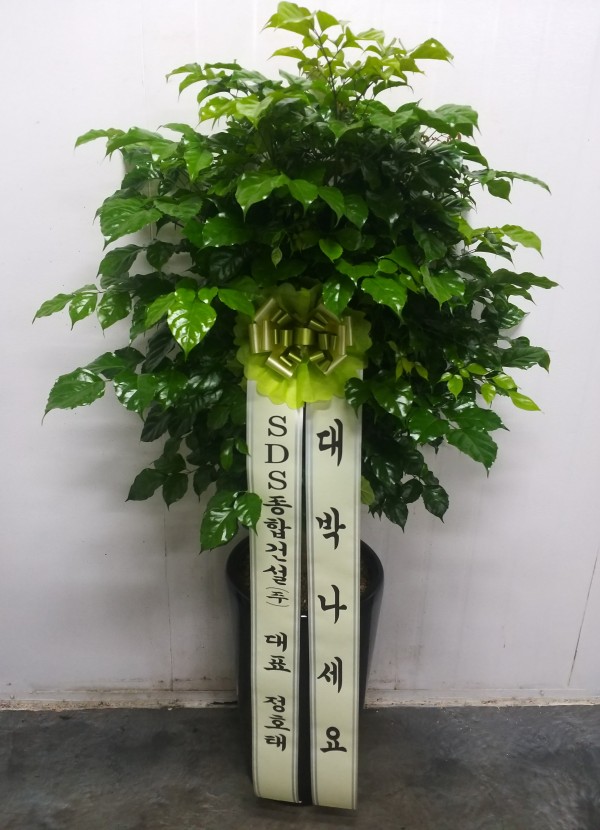 업로드 이미지
