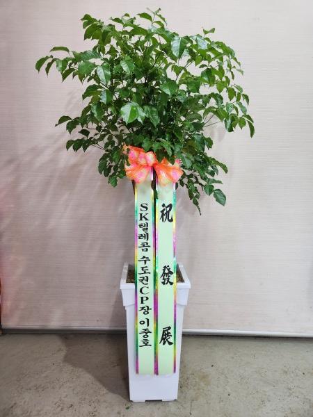 업로드 이미지