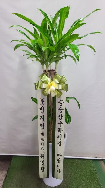 업로드 이미지