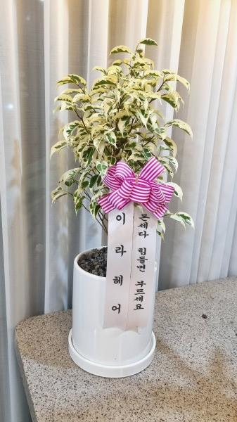 업로드 이미지