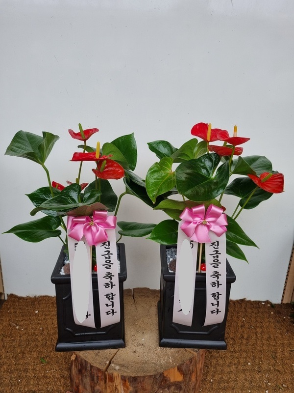 업로드 이미지