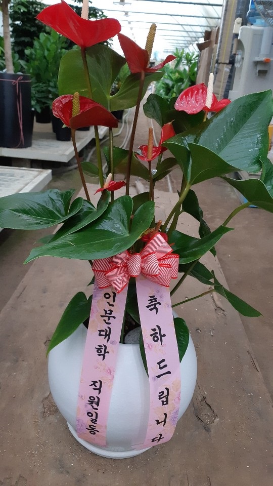 배송사진