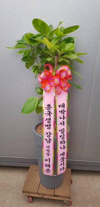 업로드 이미지