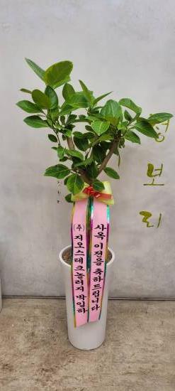 업로드 이미지