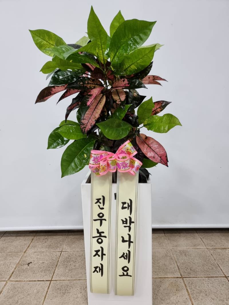 업로드 이미지