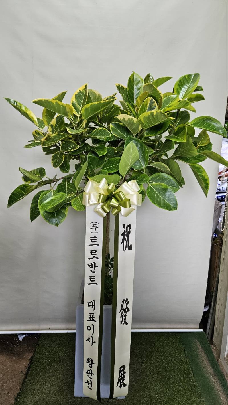 업로드 이미지