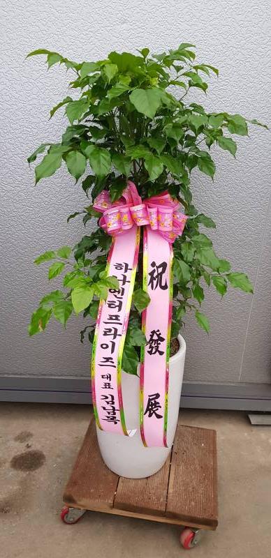 업로드 이미지