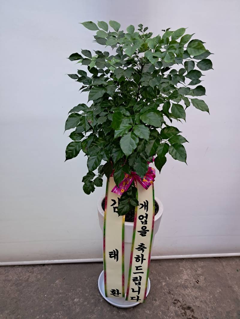 업로드 이미지