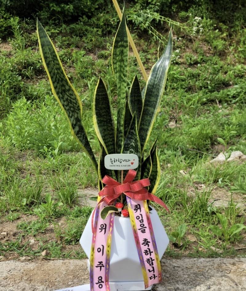 업로드 이미지