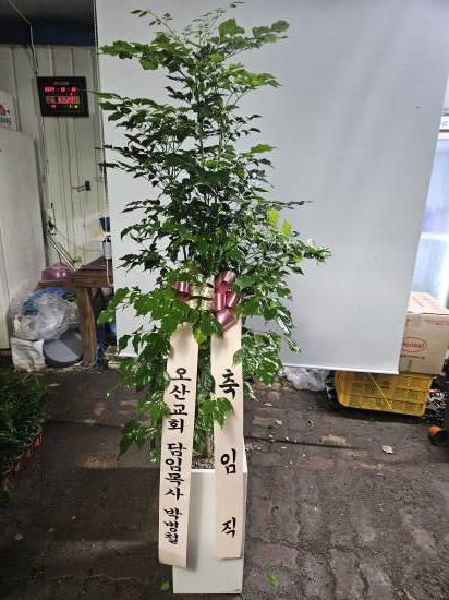 업로드 이미지