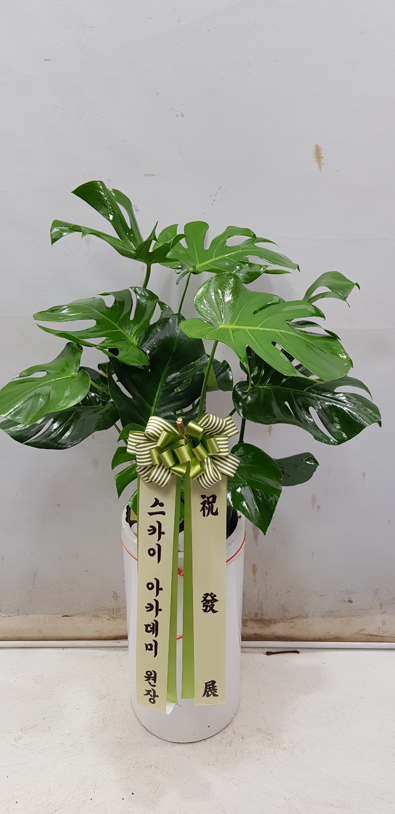 업로드 이미지