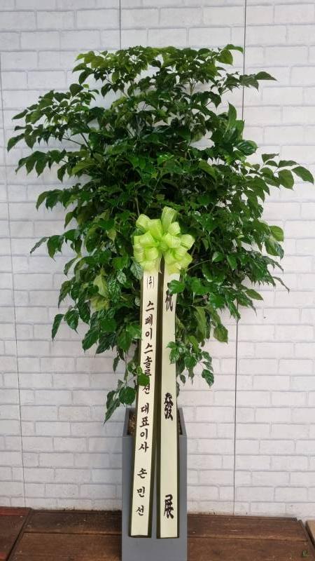 업로드 이미지