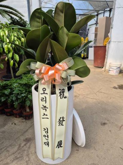 업로드 이미지