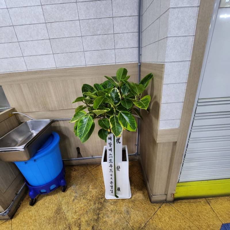 업로드 이미지