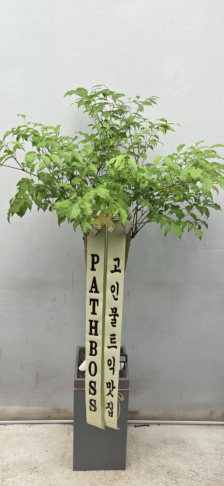 업로드 이미지