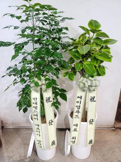 업로드 이미지