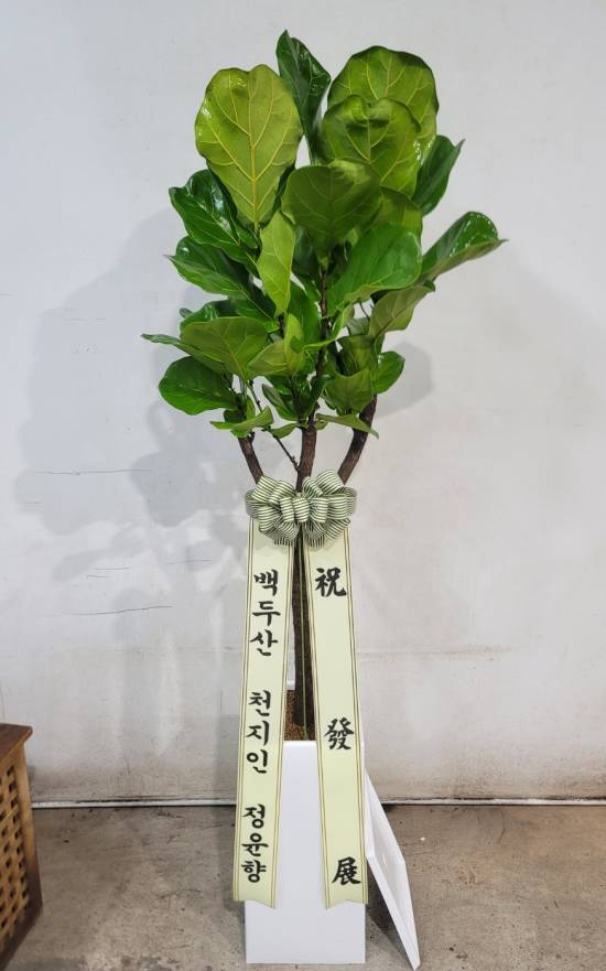 업로드 이미지