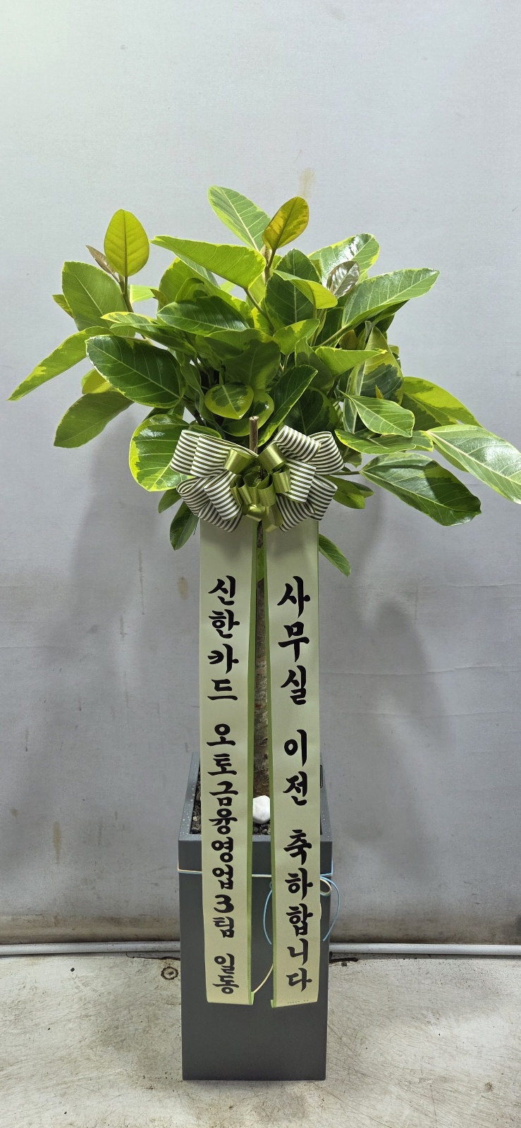 업로드 이미지