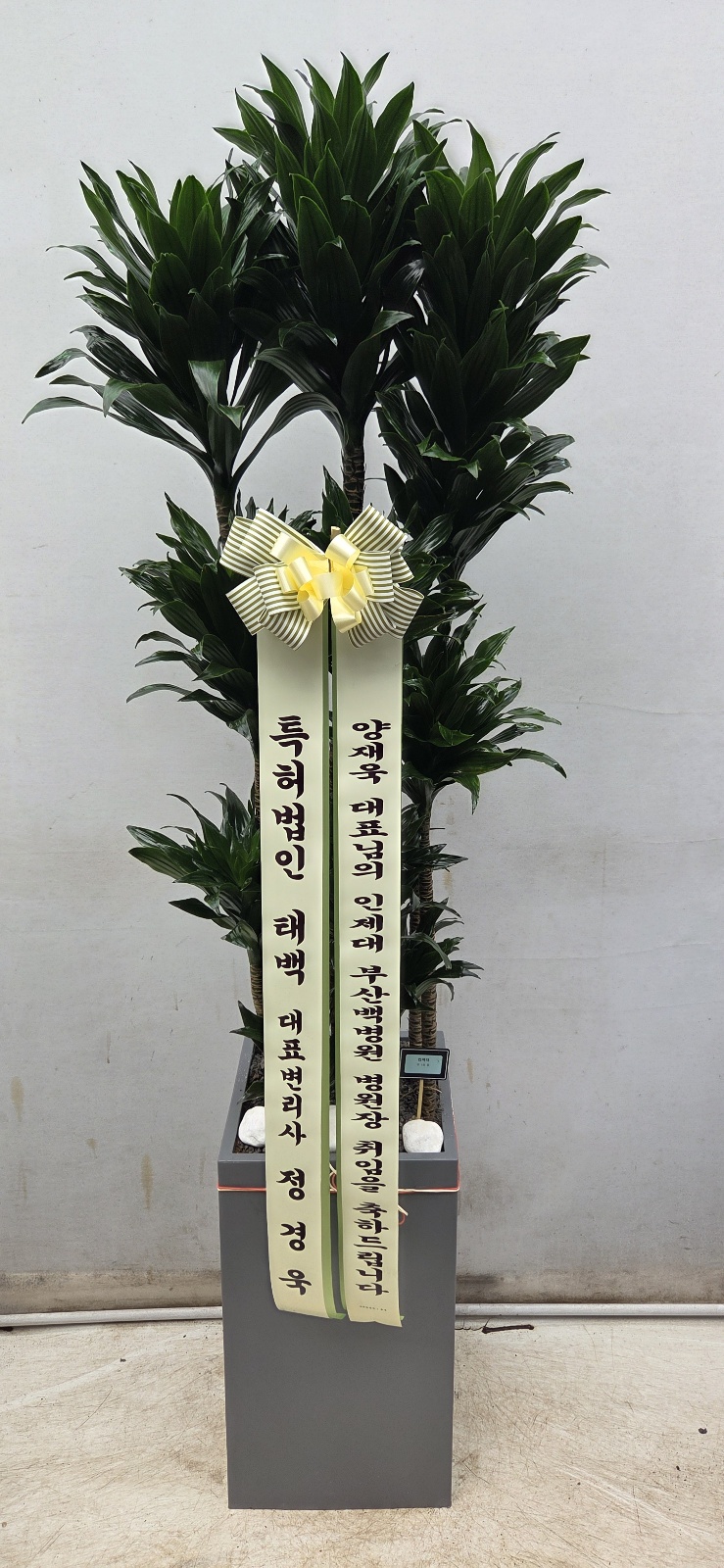 업로드 이미지