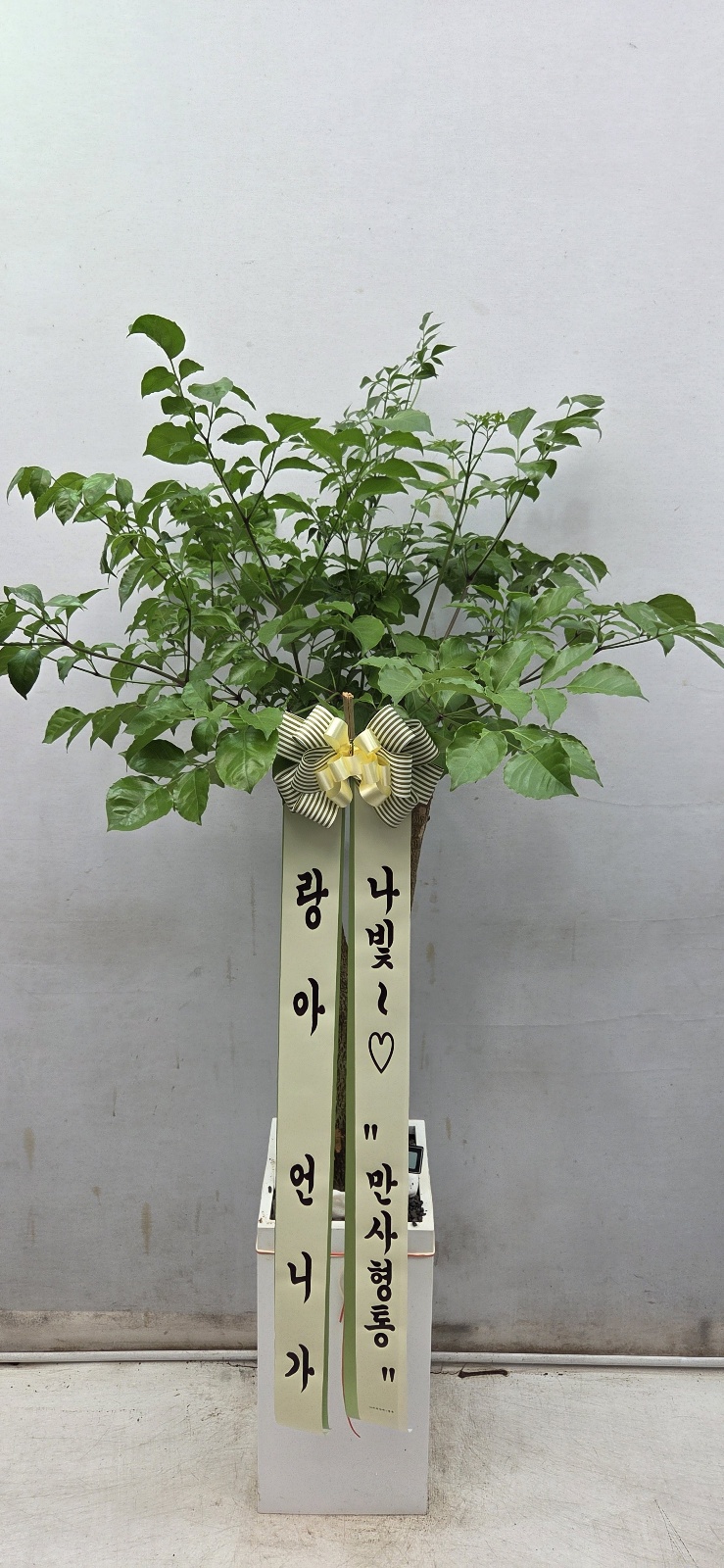 업로드 이미지